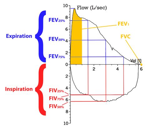 Lung Flow Volume Curve - an overview ScienceDirect Topics