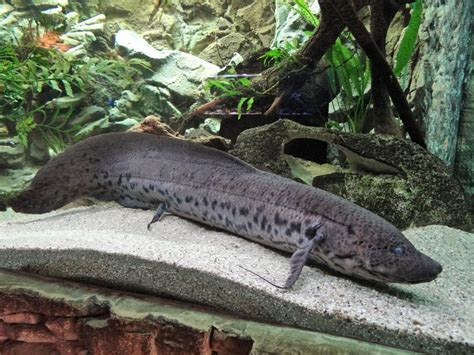 Lung fish. Lungfish is any sarcopterygian fish of the taxon Dipnoi, characterized by platelike teeth and lobed, paired fins, with modern forms typified by functional lungs and the caudal fin confluent with the dorsal and anal fins. While some consider Dipnoi to be a subclass of Sarcopterygii, Nelson (2006) considers the subclass to be Dipnotetrapodomorpha ... 