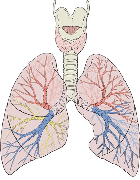 Lungs Tour - Wikipedia