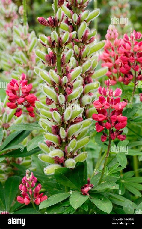 Lupine seeds hi-res stock photography and images - Alamy