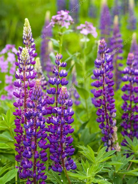 Lupins pictures - 9119 stock photos and images