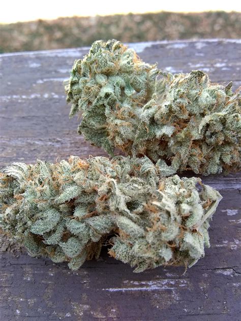 Basic / Breeders Info. Hazy Lady is an indica/sativa variety from ThugPug Genetics and can be cultivated indoors (where the plants will need a flowering time of ±63 days ), outdoors and in the greenhouse. ThugPug Genetics' Hazy Lady is a THC dominant variety and is/was never available as feminized seeds. Sophisticated Lady x Inferno Haze.. 
