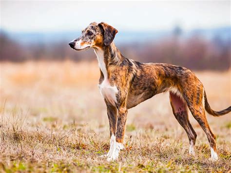 Lurcher Dog