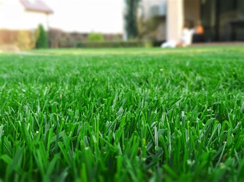 Lush lawn. Things To Know About Lush lawn. 