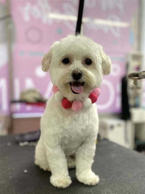 Lush spaw. Coat maintenance is very important to prevent matting in all curly, coarse, or fine hair breeds and mixes. We recommend going to your groomer for a full groom and haircut service on average every 6 to 8 weeks to keep their coat in tip-top shape. 