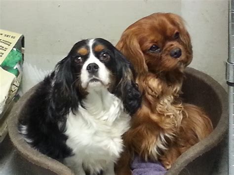 Luvly acres cavaliers. Bye Charlee girl. You're on you way to your forever home. Have a wonderful happy life in beautiful Vermont! 