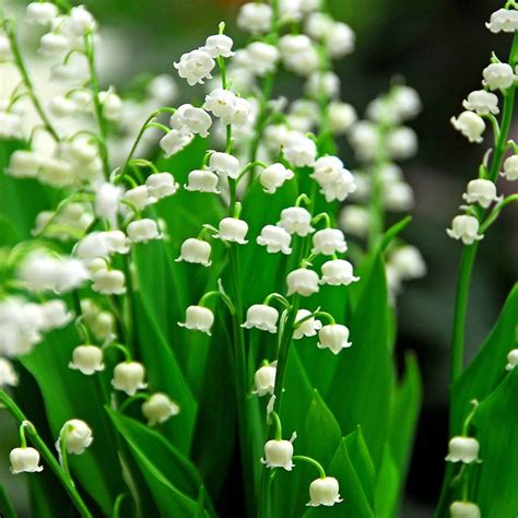 Luxury Lily of the Valley Flower Delivery Send Luxury Lily of the ...