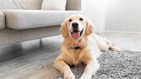 Luxury apartments roll out amenities for pets
