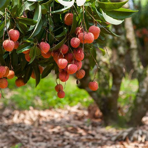 Lychee Trees for Sale – FastGrowingTrees.com