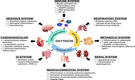 Lyckohormonet oxytocin