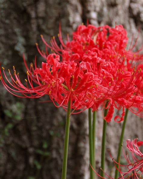 Lycoris radiata Bulbs — Buy