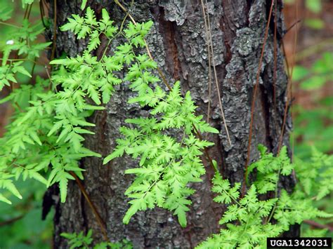 Lygodium japonicum (Japanese Climbing Fern)