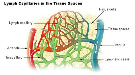 Lymph capillary - Wikiwand