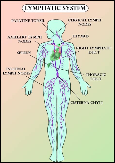 Lymph nodes: definition and function (preview) - Human Anatomy …