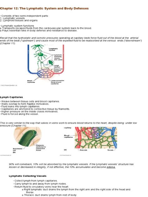 Lymphatic System And Body Defenses Answers