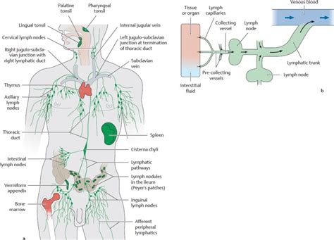 Lymphatic System Basicmedical Key