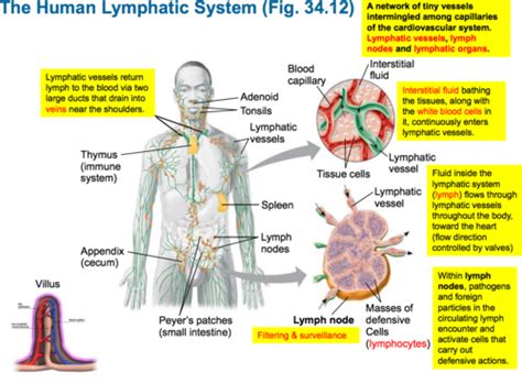 Lymphatic System- Label Flashcards Quizlet