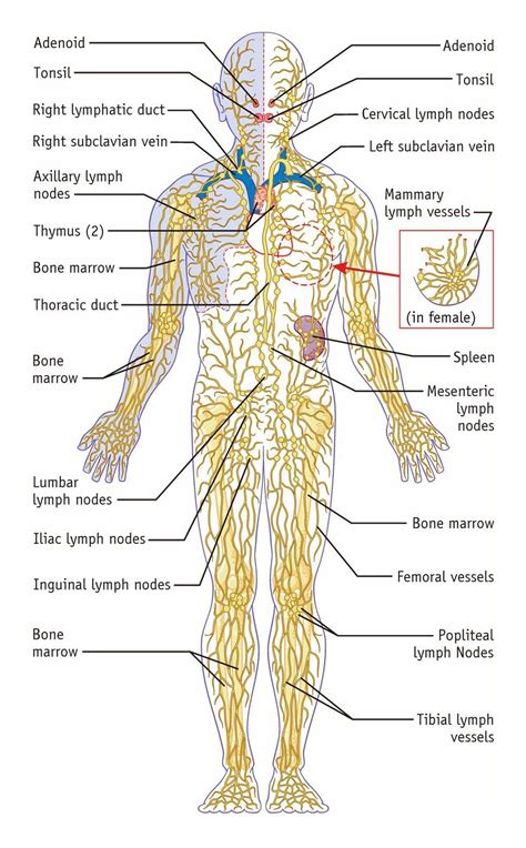 Lymphatic system labeled.  You can support a healthy lymphatic system by dr...