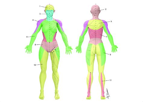 Lymphosomes of the body. The lymphatic territories are …