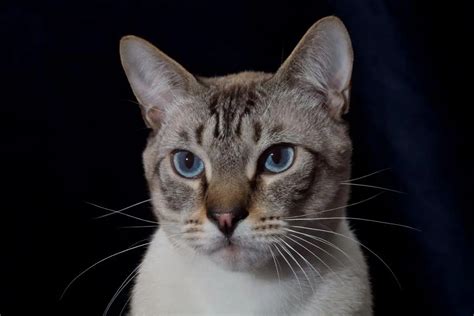 Lynx Point Siamese Cats : Personality, Breed & Features