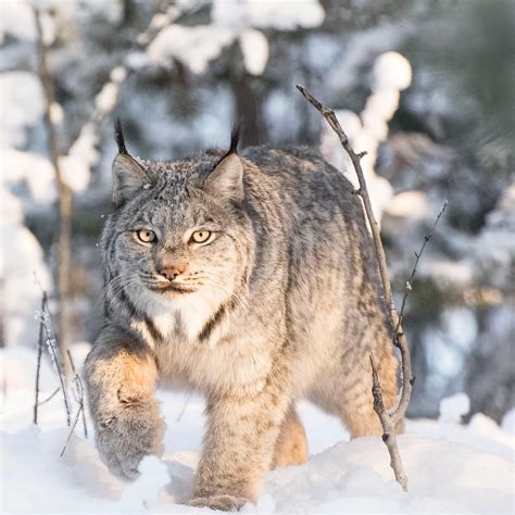 Lynx eğitim