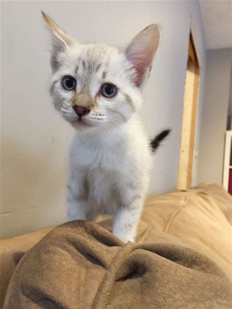 Lynx point siamese kittens price. 10–12 inches. Weight: 5–11 pounds. Lifespan: 10–13 years. Colors: Creamy white fur on the body with points in a wide range of colors. Suitable for: Families looking for a heavier Siamese ... 