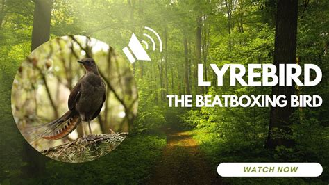 Lyre Bird beatboxing - YouTube