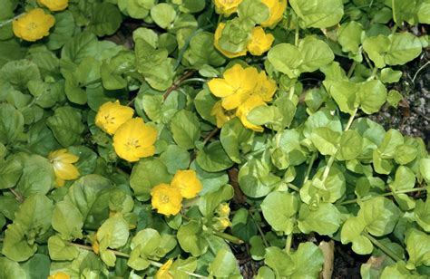 Lysimachia nummularia creeping Jenny/RHS Gardening