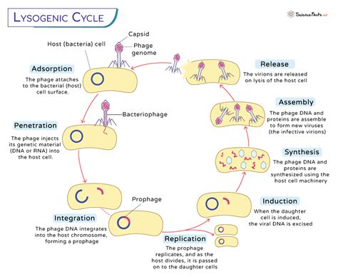 Lysogenic_cycle - bionity.com