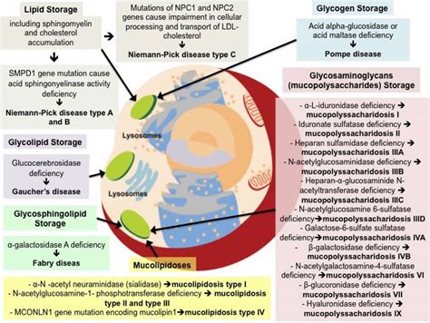 Lysosomal Storage Disease & Disorder - National …