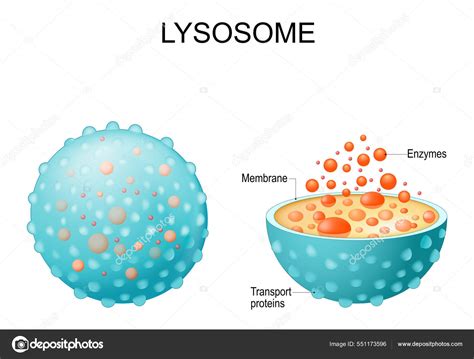 Lysosome image - stock pictures and images - Depositphotos