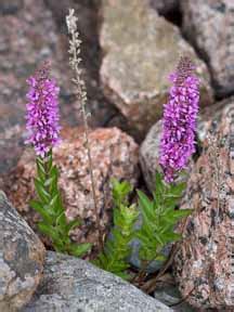 Lythrum Salicaria - It Is An Outlaw Noxious, Invasive Weed - plant …