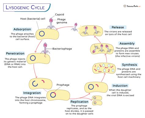 Lytic cycle steps.  Lysogenic Cycle Steps: Attachment, penetration, integra...