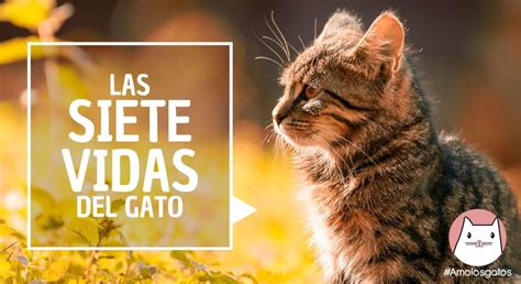 Más vidas que un gato: Tertulia cumple 9 años FOTOS y VIDEO