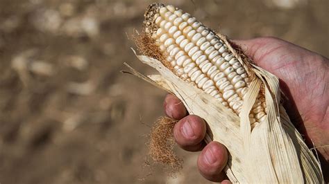 México impone un arancel del 50% a la importación del maíz blanco