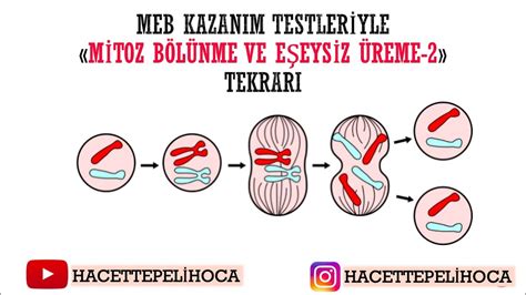 MİTOZ VE EŞEYSİZ ÜREME 10th Grade Quiz Quizizz.