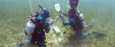 M.S. in Marine Sciences - University of South Carolina - raincitystudios.com