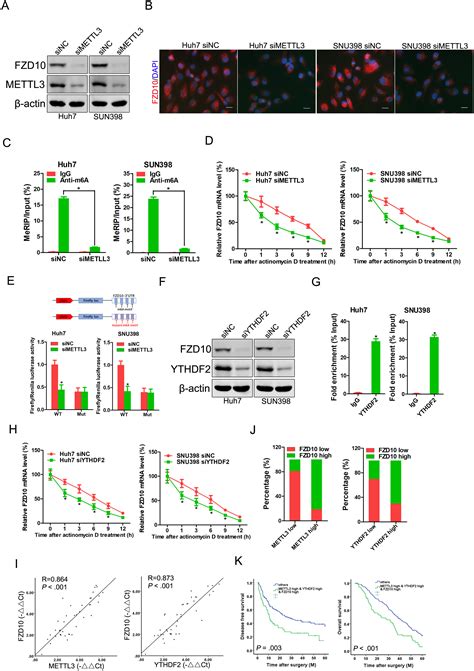 M6A-mediated upregulation of FZD10 regulates liver cancer stem …