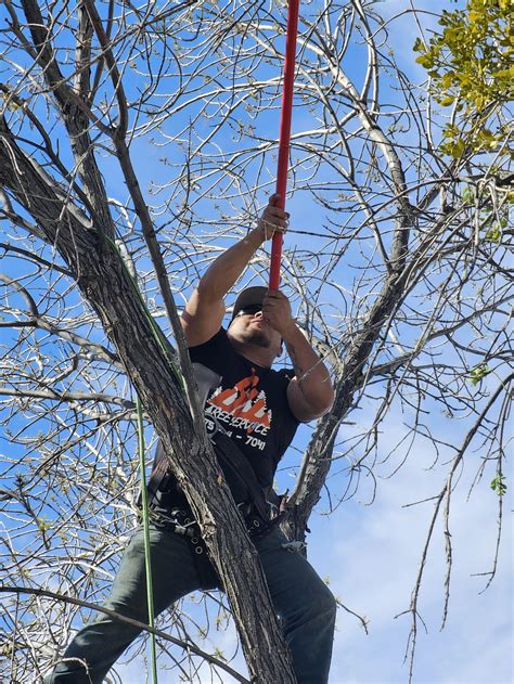 M7 TREE SERVICE - Las Cruces, NM - Yelp