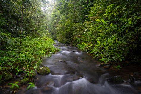 Maalan Cloud Forest: a haven for native plants - raincitystudios.com