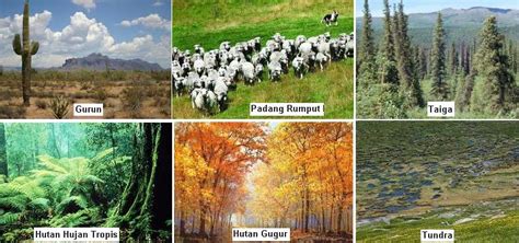 Macam-macam Bioma dalam Ekosistem Darat - muktibox.com