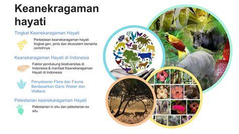 Macam-Macam Manfaat Keanekaragaman Hayati - raincitystudios.com