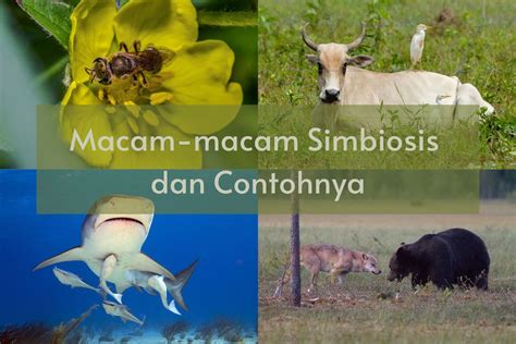 Macam-Macam Simbiosis Beserta Contohnya - muktibox.com