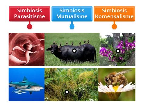 Macam-Macam Simbiosis dan Contohnya - muktibox.com