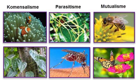 Macam-Macam Simbiosis Interaksi Antarorganisme - Teknosional - muktibox.com