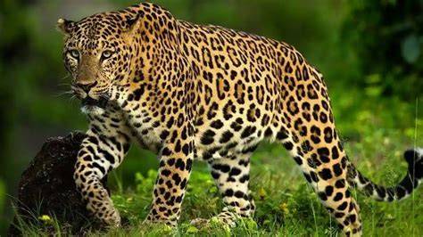 MACAN TUTUL | Global Environmental Conservation Organization - raincitystudios.com