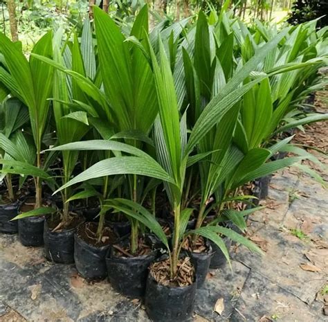 Macapuno Farming: A Complete Guide To Cultivation, … - raincitystudios.com