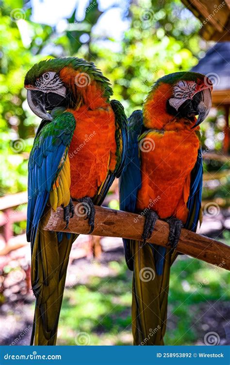 Macaws | National Geographic - muktibox.com