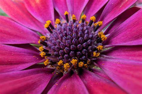 Macro & Blackwater Underwater Photography … - raincitystudios.com