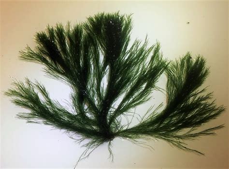 Macroalgae systems Flashcards | Quizlet - muktibox.com